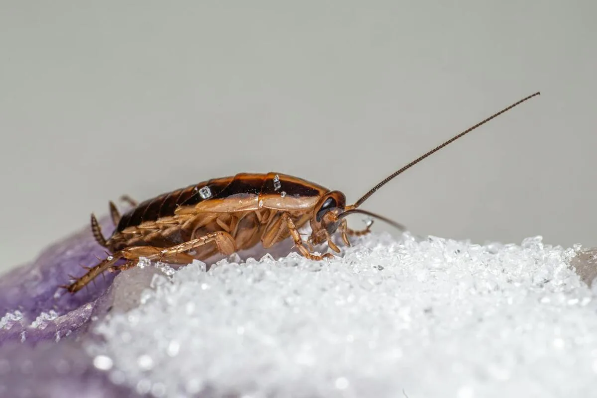 Cockroach & Ant Control Melbourne