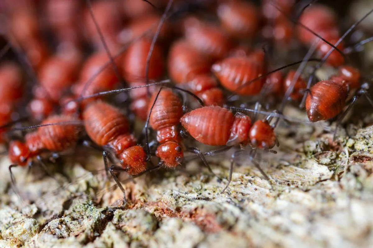 Termite Inspection Melbourne
