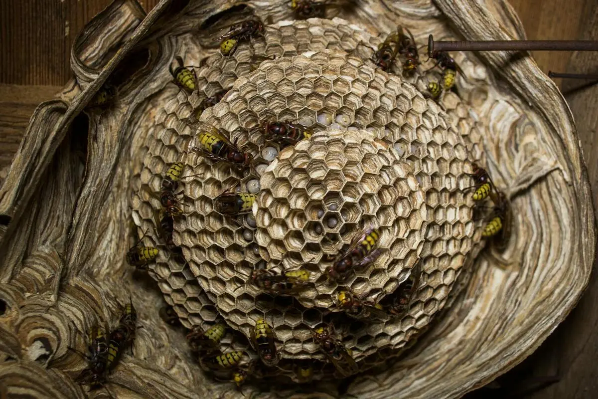 Wasp Nest Removal Melbourne